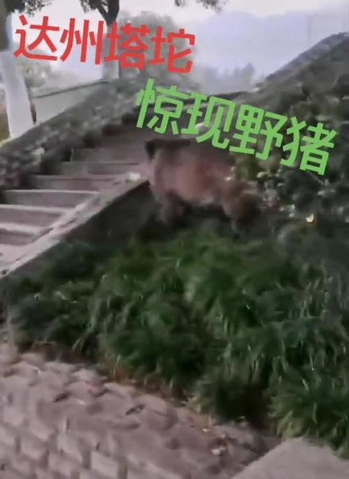 达州野猪爆料事件始末视频,真相与争议的交织  第3张